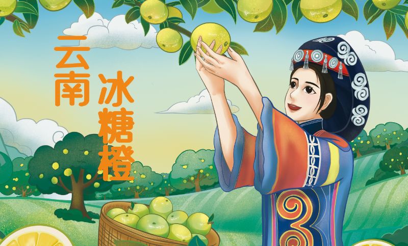 云南冰糖橙-水果包装插画设计
